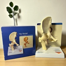 Merck Vioxx Hip Model Anatomic Hip Display Model Original Box