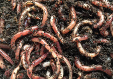 Live Canadian Nightcrawler Fishing Bait Worms - Alive Earthworm Fish Pet Food