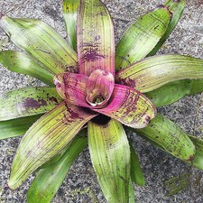 BUY 4 SAVE 20% BROMELIAD Neoregelia CRISS CROSS Large Young Plant - Striated