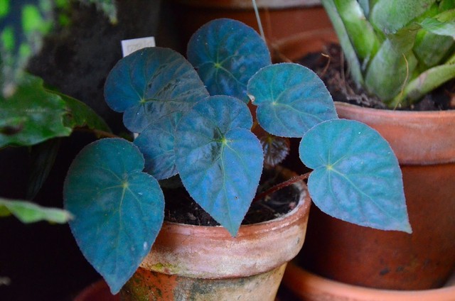 Rare Blue Begonia Bonsai Flower Flowers Potted 100 Pcs Begonia Pavonina Seeds Yard Garden Outdoor Living Apexlab Plants Seeds Bulbs