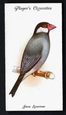 SPIELER - VOLIERE UND KÄFIGVÖGEL - #40 JAVA SPATZ