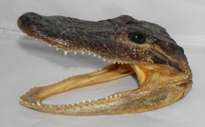 5.5" ALLIGATOR Taxidermy real mount skull head gator crocodile animal reptile