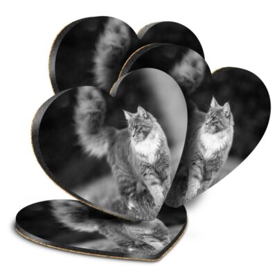 4x Herz MDF Untersetzer - BW - Tabby Maine Coon Katze Kätzchen #42605