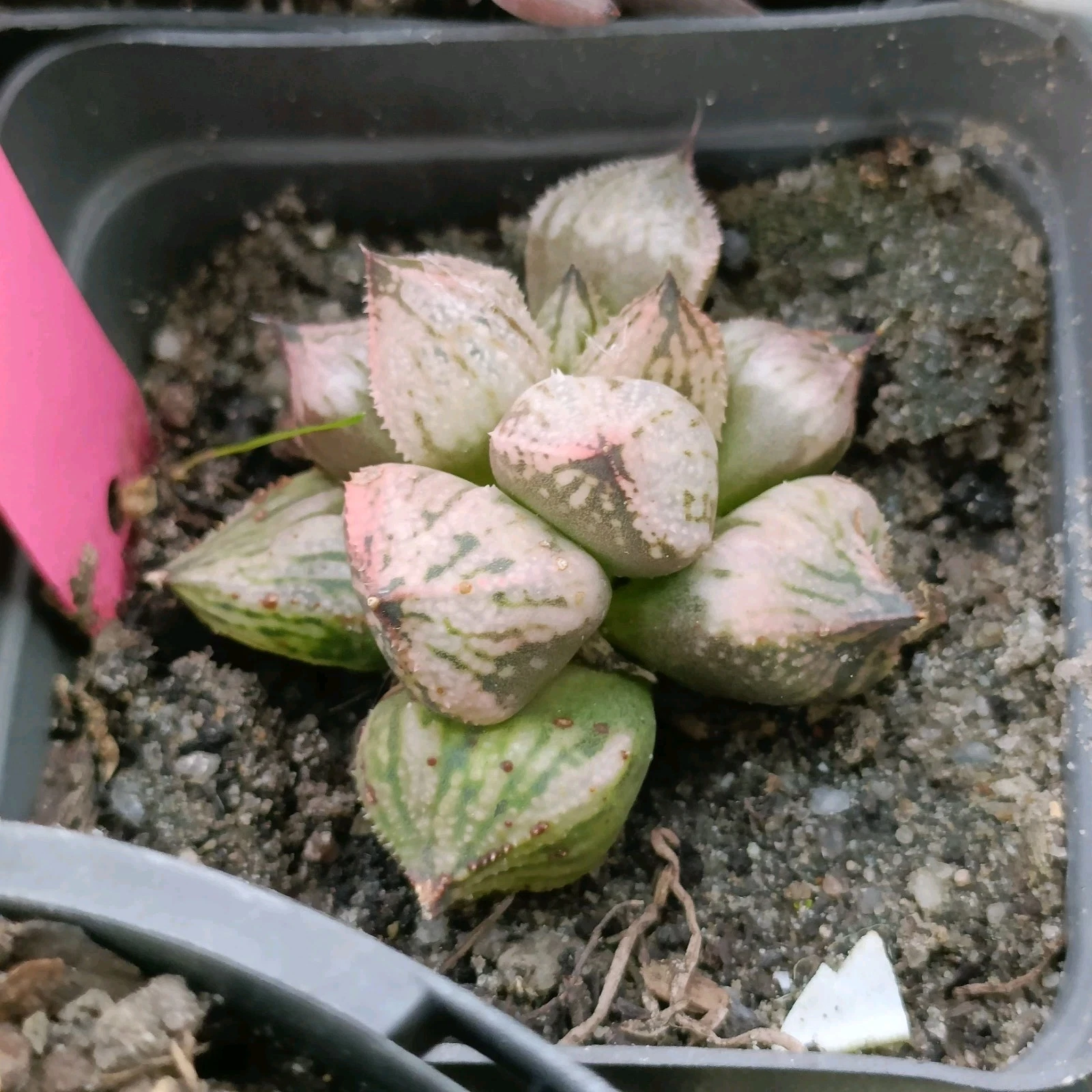 Haworthia Splendens “Princess Kazunomiya" ( mutant ) succulent plant 21
Opens in a new window or tab