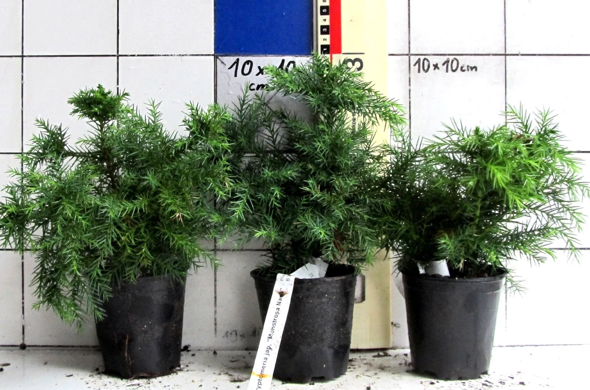 Sicheltanne in Bonsai-Bume online kaufen | eBay.de