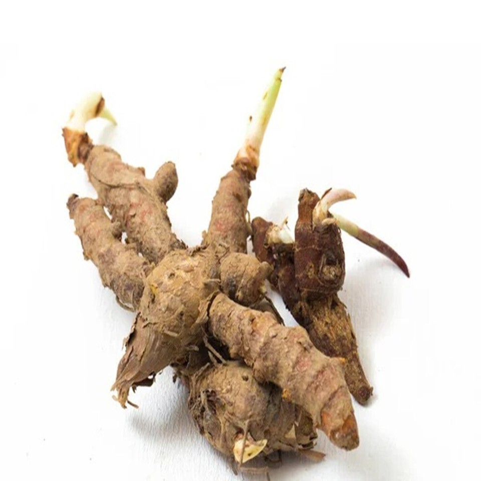4+ Plant Turmeric Roots Ready Sprouted Live Longa Curcuma rhizomes turmeric Root eBay