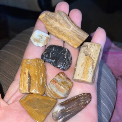 8 PCs Texas Petrified Wood Hand collected Polished  Gemstones Natural Shape 2