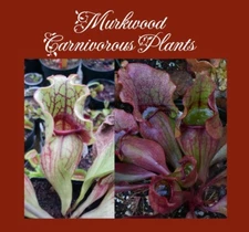 Sarracenia Purpurea Venosa x Purp ssp Purp INTROGRADE Carnivorous Plant 25 SEEDS