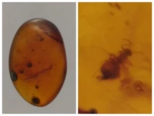 100 MILL. YEARS OLD BURMITE AMBER WITH WASP (ABR10/41)