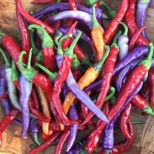 25  seeds Buena Mulata hot pepper garden planting spicy food