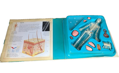 The Human Body Science Action Book, Skeleton Organs Educational Model Toy Info