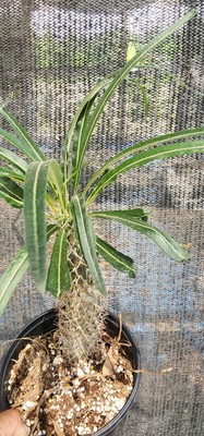 RARE (Pachypodium geayi) MADAGASCAR PALM TREE Succulent Cacti Cactus Plant  10" | eBay