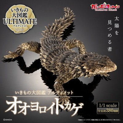 The Diversity of Life on Earth Ultimate Giant Girdled Lizard