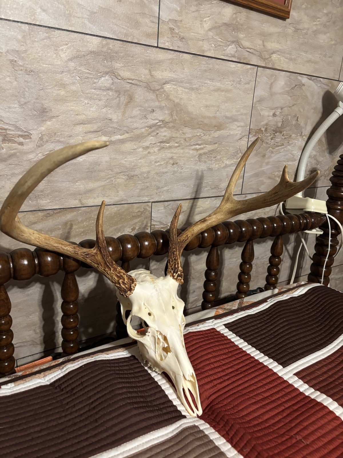 Wild 7 Point Whitetail Deer Skull | European Mount | Massive 19” Spread Buck
