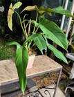 Philodendron mexicanum Plant in 5" Pot 16" Tall 28" Wide — photo 7