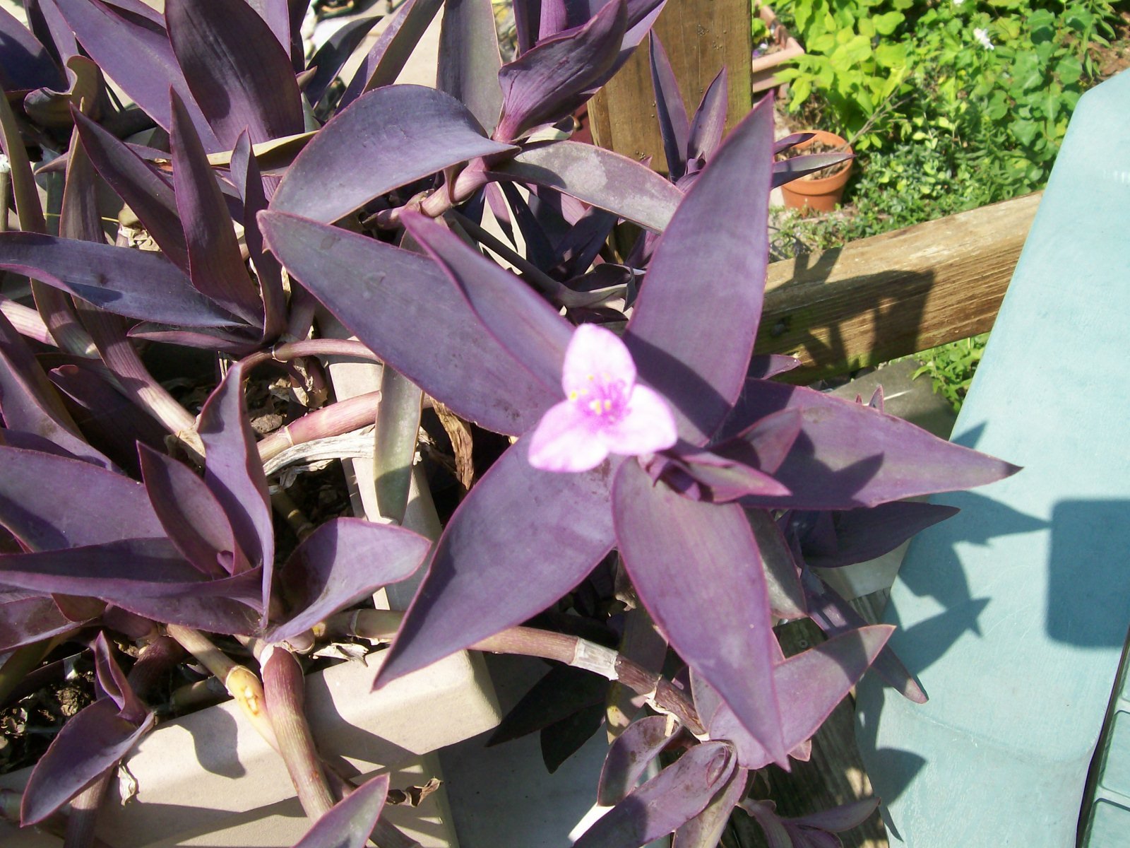 PURPLE HEART WANDERING JEWS PLANT GOOD ROOTED PLANTS eBay