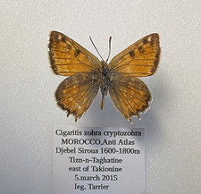 Lycadenidae  CIGARITIS ZOHRA CRYPTOZOHRA****male Nr. 2****Morocco,Anti Atlas Mts