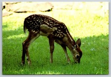 Postcard Pennsylvania Spruce Lake Retreat White-Tailed Deer Fawn 62D