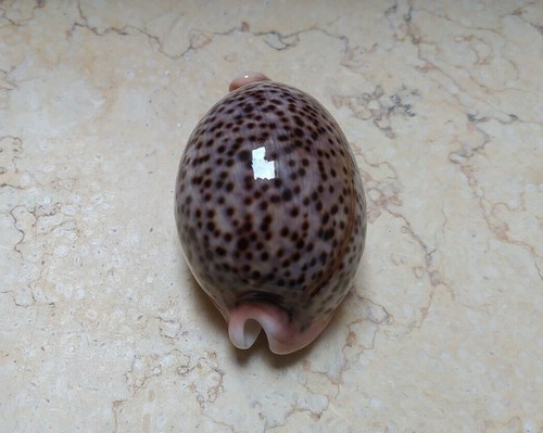 cypraea pantherina GEM wow red sea shell super natural glossy 85,7mm F++++ - Bild 9 von 12