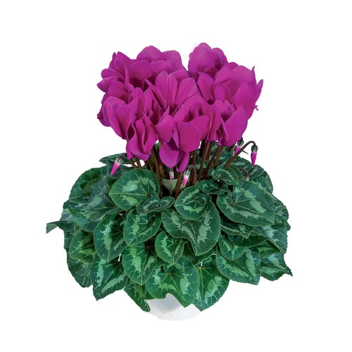 Cyclamen 'Halios F1 Bright Purple'. 1L Plant. Winter bedding flowers