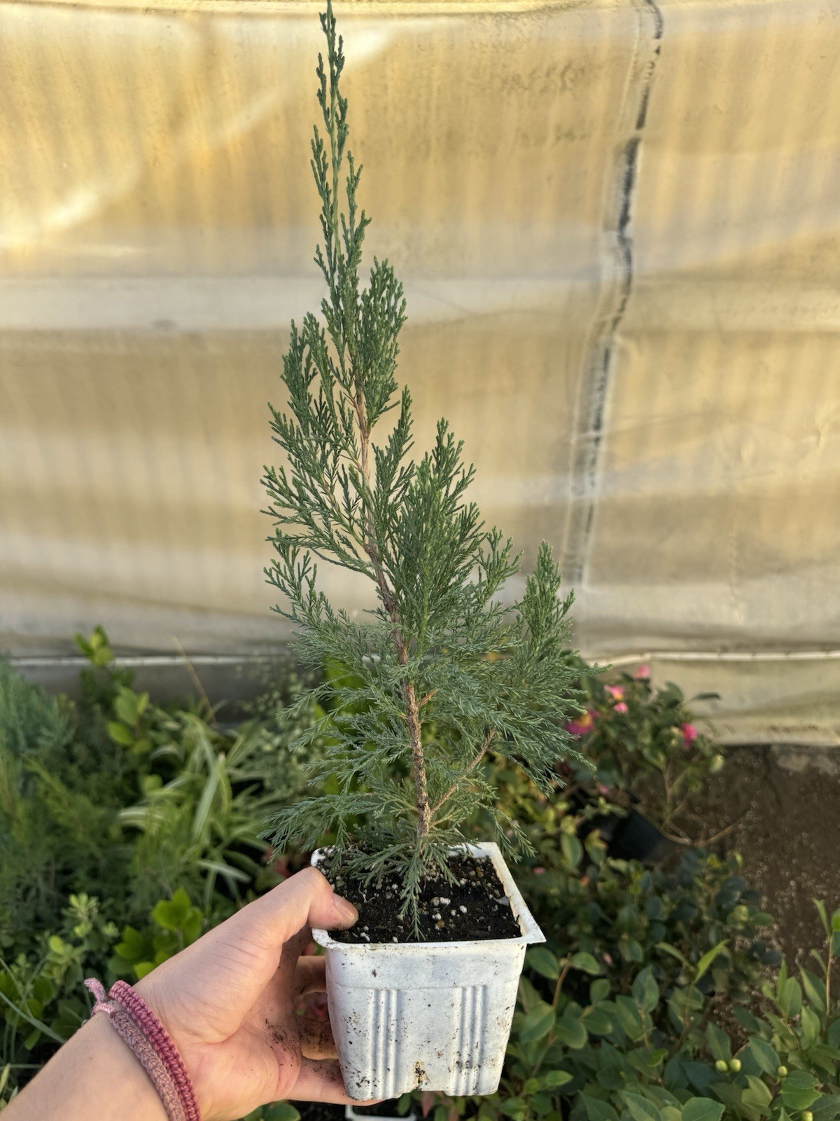 🌲 Spartan Juniper – Evergreen Columnar Conifer – Live Plant, Landscape Tree 🌲