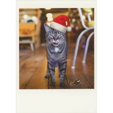 Gray and White Cat in Santa Hat with Menacing Face Box of 10 Christmas Cards