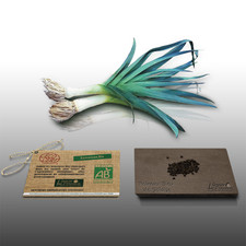 100 graines Bio à semer - LGA Graines - POIREAU Bleu de Solaise - Certifié AB