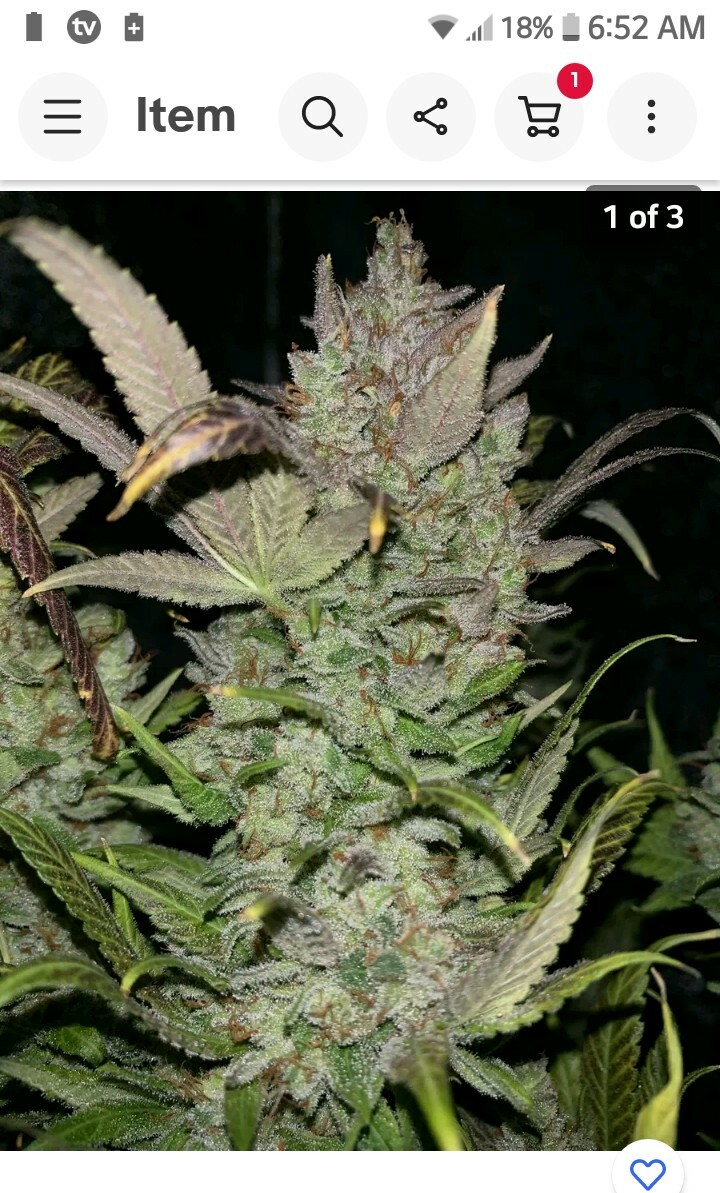 Autoflower "mankinds" cannasoil mix 10 pounds mixes upto 160gal of soil