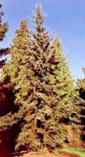 15 SEMILLAS DE ABETO DRAGÓN VERDE - Picea Retroflexa
