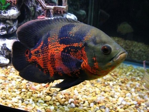 1 Oscar Red Tiger Black - Size 4-4.5 inch - Live Fish