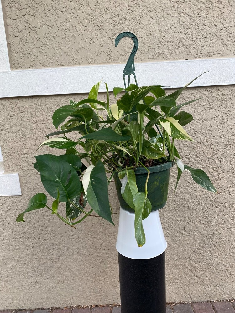 FULL Pinnatum Albo Plant in 8