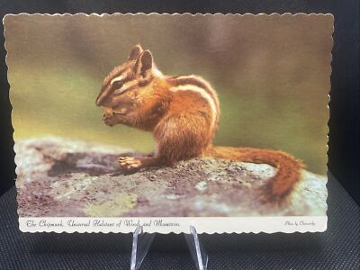 POSTCARD: The Chipmunk Habitant Of Woods And Mountain ￼E18