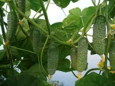 100 Cucumber Seeds Artist F1 Bejo Zaden Netherlands gherkin семена огурец