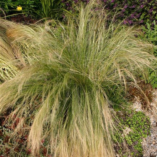 Perfect Plants Stipa Tenuissima Pony Tails in a 13cm pot - Ornamental Grass - Picture 3 of 3