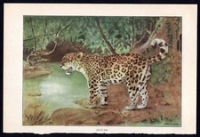 1926 Original Vintage Color Animal Print The Jaguar
