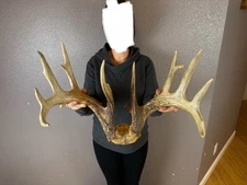 BIG Real Whitetail Deer Antlers Set Wild Idaho Horns Mount Skull Drop Tine