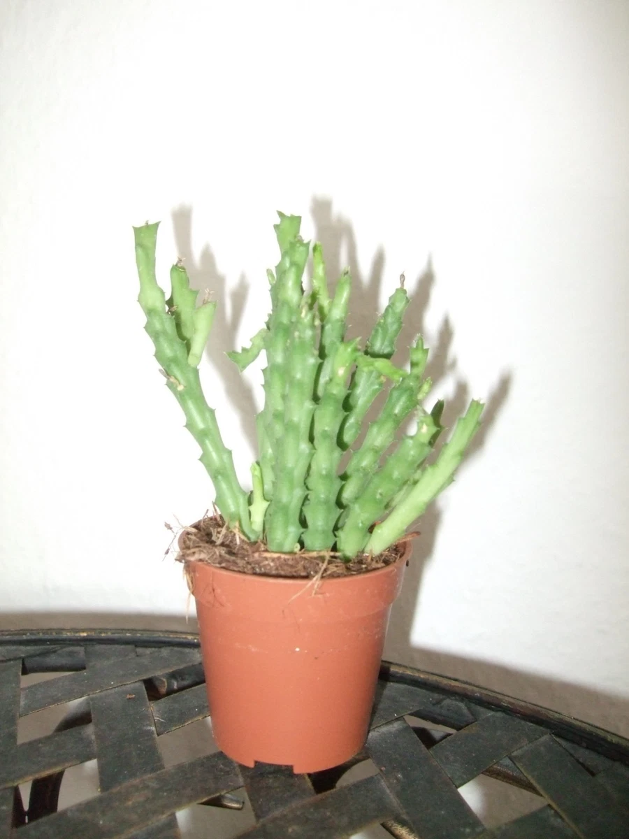 grnlilie in seramis Grnlilie | Chlorophytum comosum