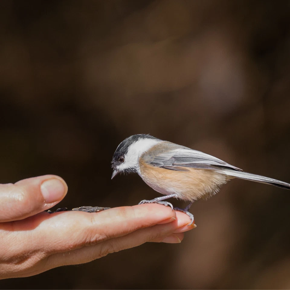 30 kg Sonnenblumenkerne Schwarz Futter Ganzjahresvogelfutter Vogelfutter 30 kg - Bild 3 von 4