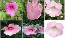 PINK HIBISCUS True perennial flowered BUSH 300 Seeds VERY Pretty! +USA Seller 05