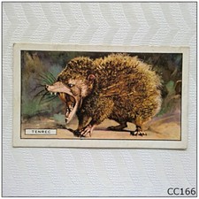 Gallaher Wild Animals #16 Tenrec Cigarette Card (CC166)
