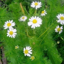 5000+ German Chamomile Seeds | NON-GMO | Heirloom | germination rate 75% |