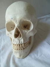 TOTENSCH&Auml;DEL TOTENKOPF MEDIZINISCH 3-TEILIG MADE IN GERMANY / NEU/OVP NP~ 100&euro;