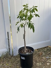 OUT OF STOCK GRAFTED  WALTON  WHITE SAPOTE Casimiroa Edulis RARE Variety Fruit