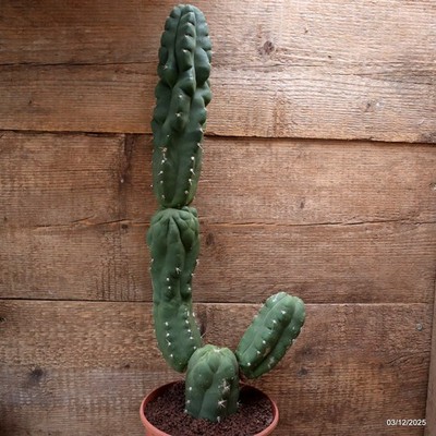 D7692 CEREUS PASA. MONSTER pot17-H55-W21 cm MaMa Cactus