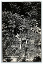 1930-50 A Northwoods Fawn Greetings From Mayfield Michigan Rppc Postcard Deer