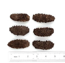 Greenlike Nature Dried Mexican wild Caught Sea Cucumber A Grade M Size 野生特级刺参 海参