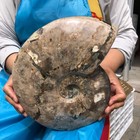 8.25LB Polishing and Restoration of Natural Conch Specimens from Madagascar 4616 — photo 10