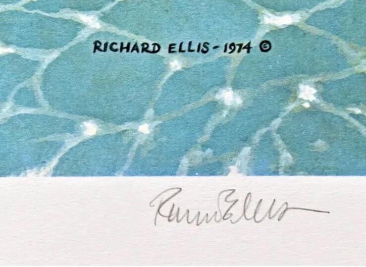 Impresión litográfica "Tiburón enfermera gris" firmada y numerada a lápiz Richard Ellis 1977 Foto 4 de 4