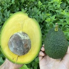 Rare Avocado ‘Marcus Pumpkin’ tree- 3 cuttings