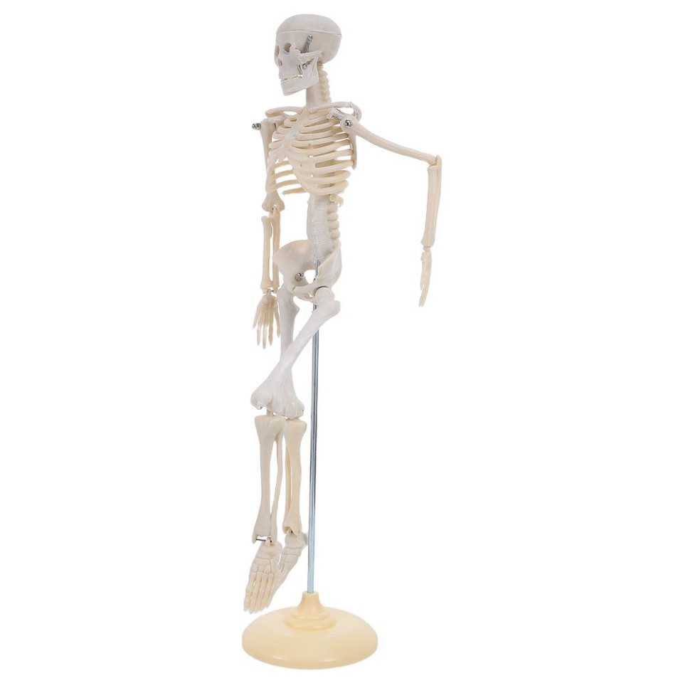 2pcs Educational Human Body Anatomy Model - Articulated Skeleton Model ...